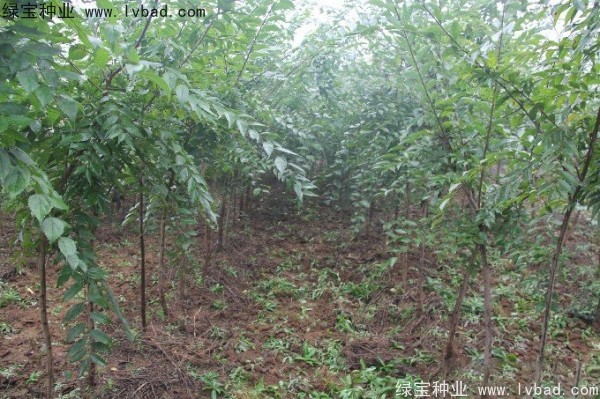 樸樹<a href='http://www.njszjj.com/' target='_blank'>種子</a>