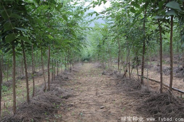 <a href='http://www.njszjj.com/linmuzhongzi/1755.html' target='_blank'>樸樹</a><a href='http://www.njszjj.com/' target='_blank'>種子</a>