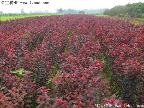 <a href='http://www.njszjj.com/linmuzhongzi/1756.html' target='_blank'>紅葉李種子</a>