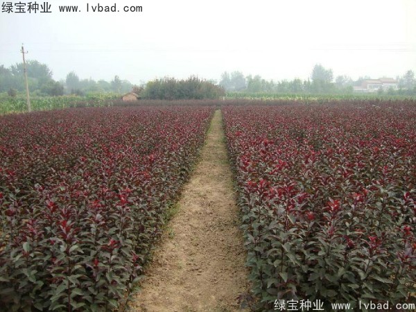 <a href='http://www.njszjj.com/linmuzhongzi/1756.html' target='_blank'>紅葉李種子</a>