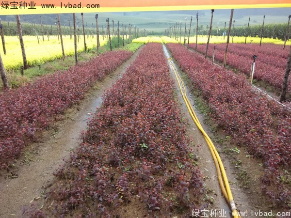 <a href='http://www.njszjj.com/linmuzhongzi/1756.html' target='_blank'>紅葉李種子</a>