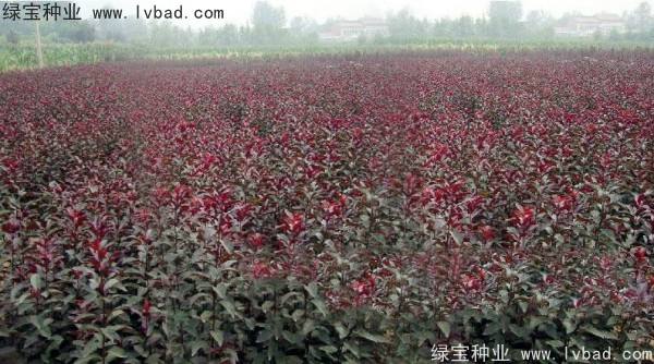 紅葉李<a href='http://www.njszjj.com/' target='_blank'>種子</a>