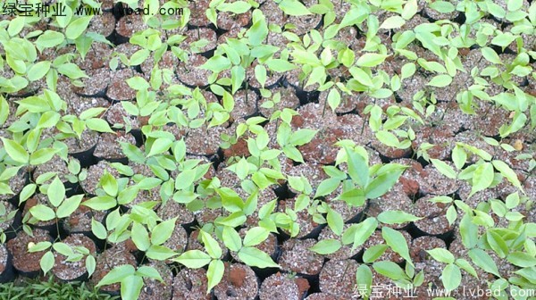 <a href='http://www.njszjj.com/linmuzhongzi/1757.html' target='_blank'>黃花梨種子</a>
