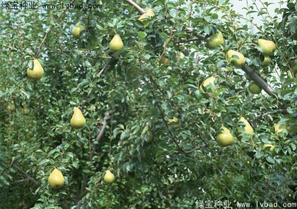 黃花梨<a href='http://www.njszjj.com/' target='_blank'>種子</a>