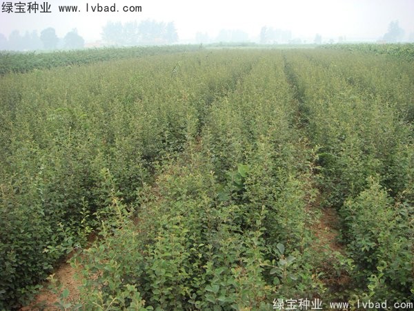 <a href='http://www.njszjj.com/linmuzhongzi/1758.html' target='_blank'>木瓜樹種子</a>