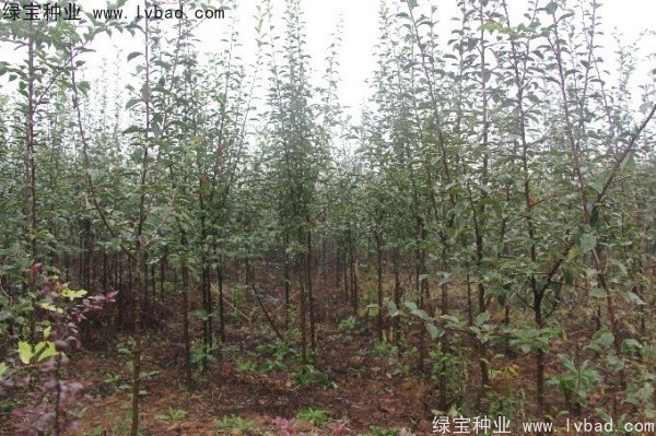 <a href='http://www.njszjj.com/linmuzhongzi/1758.html' target='_blank'>木瓜樹種子</a>