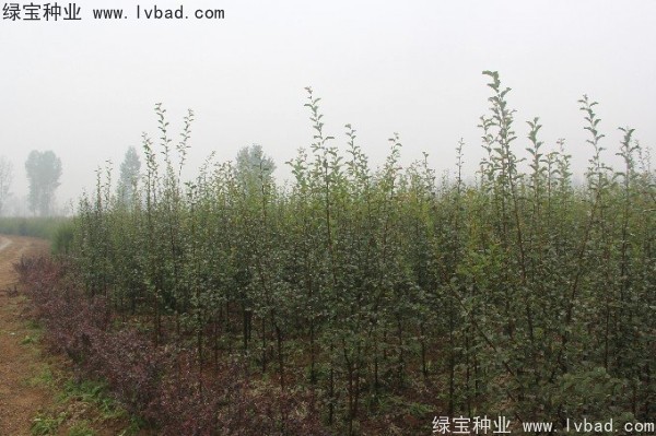 <a href='http://www.njszjj.com/linmuzhongzi/1758.html' target='_blank'>木瓜樹種子</a>