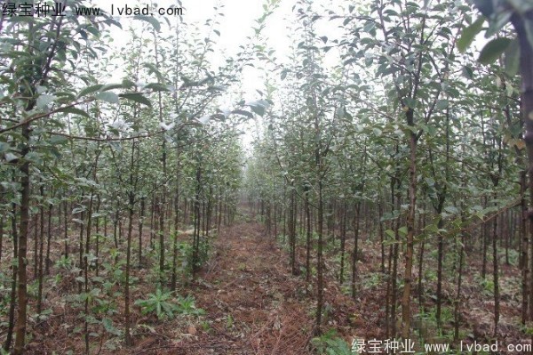 木瓜樹<a href='http://www.njszjj.com/' target='_blank'>種子</a>
