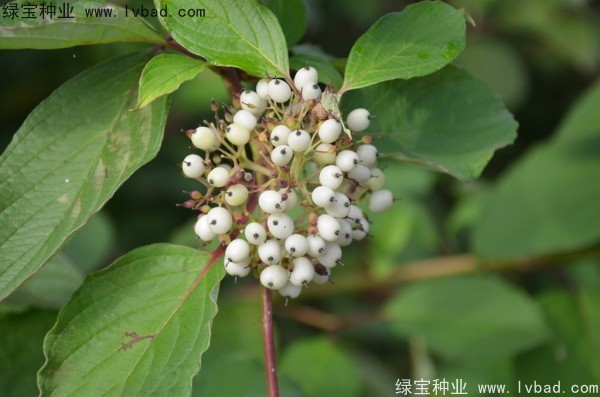 <a href='http://www.njszjj.com/linmuzhongzi/1759.html' target='_blank'>紅瑞木</a><a href='http://www.njszjj.com/' target='_blank'>種子</a>