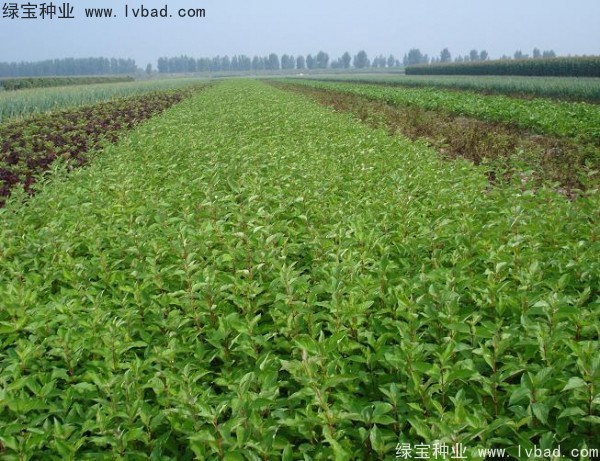 <a href='http://www.njszjj.com/linmuzhongzi/1759.html' target='_blank'>紅瑞木種子</a>