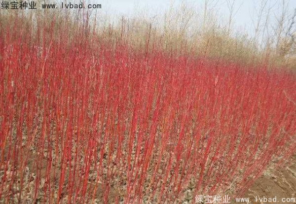 紅瑞木<a href='http://www.njszjj.com/' target='_blank'>種子</a>