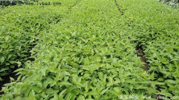 <a href='http://www.njszjj.com/linmuzhongzi/1759.html' target='_blank'>紅瑞木種子</a>