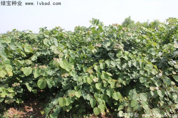 紫荊<a href='http://www.njszjj.com/' target='_blank'>種子</a>