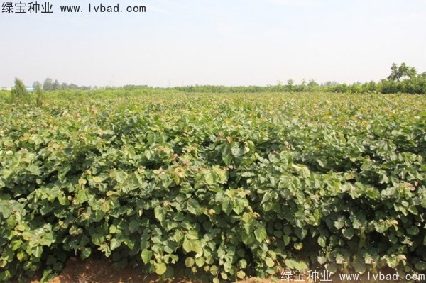 <a href='http://www.njszjj.com/linmuzhongzi/1760.html' target='_blank'>紫荊種子</a>
