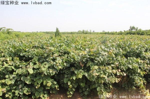 紫荊<a href='http://www.njszjj.com/' target='_blank'>種子</a>