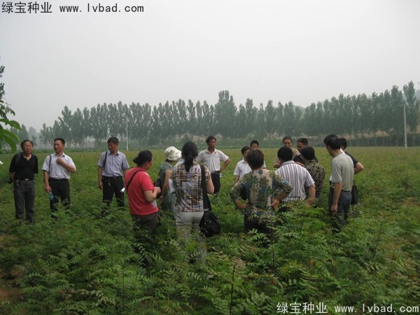 <a href='http://www.njszjj.com/linmuzhongzi/1761.html' target='_blank'>黃連木種子</a>