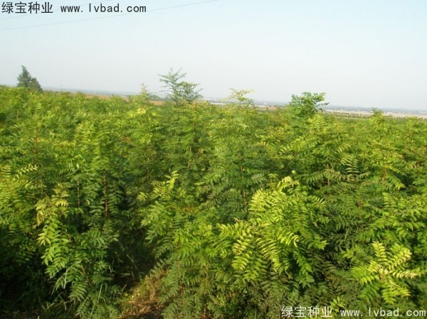 黃連木<a href='http://www.njszjj.com/' target='_blank'>種子</a>