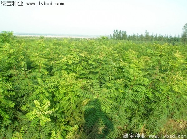 <a href='http://www.njszjj.com/linmuzhongzi/1761.html' target='_blank'>黃連木種子</a>