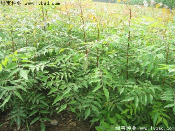 <a href='http://www.njszjj.com/linmuzhongzi/1761.html' target='_blank'>黃連木</a><a href='http://www.njszjj.com/' target='_blank'>種子</a>