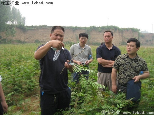 <a href='http://www.njszjj.com/linmuzhongzi/1761.html' target='_blank'>黃連木種子</a>