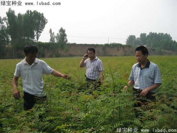 黃連木<a href='http://www.njszjj.com/' target='_blank'>種子</a>