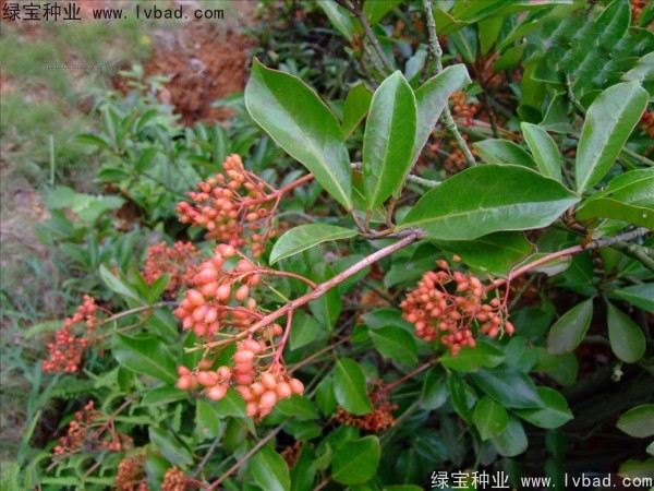 <a href='http://www.njszjj.com/linmuzhongzi/1762.html' target='_blank'>紅果冬青種子</a>