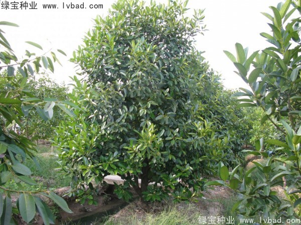 紅果冬青<a href='http://www.njszjj.com/' target='_blank'>種子</a>