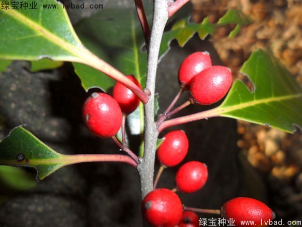 <a href='http://www.njszjj.com/linmuzhongzi/1762.html' target='_blank'>紅果冬青</a><a href='http://www.njszjj.com/' target='_blank'>種子</a>