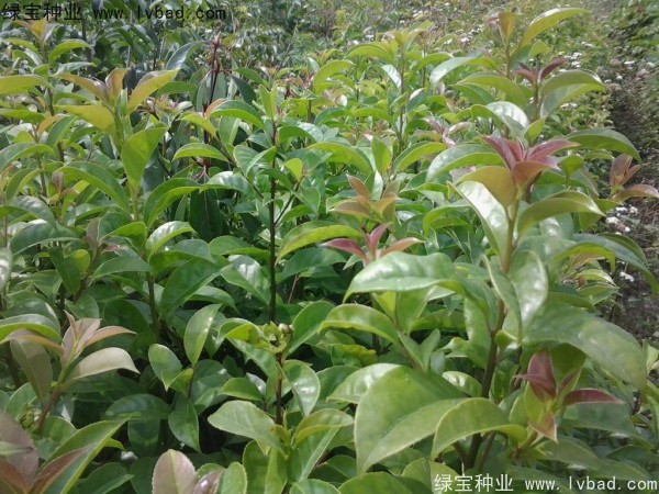 <a href='http://www.njszjj.com/linmuzhongzi/1762.html' target='_blank'>紅果冬青種子</a>