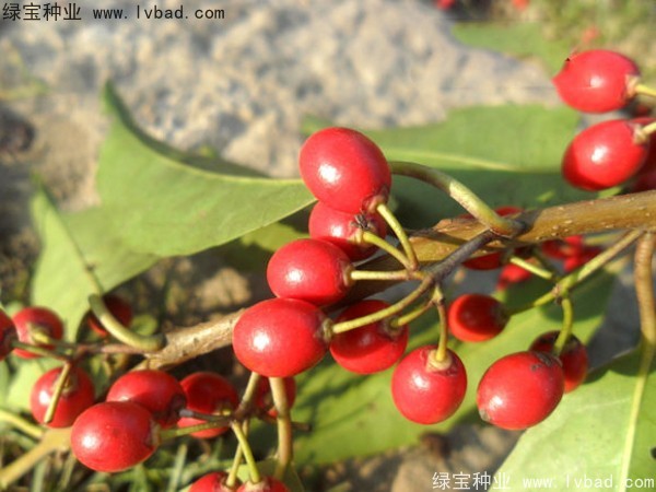 <a href='http://www.njszjj.com/linmuzhongzi/1762.html' target='_blank'>紅果冬青種子</a>