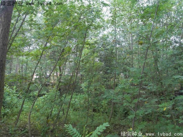 <a href='http://www.njszjj.com/linmuzhongzi/1763.html' target='_blank'>楓楊種子</a>