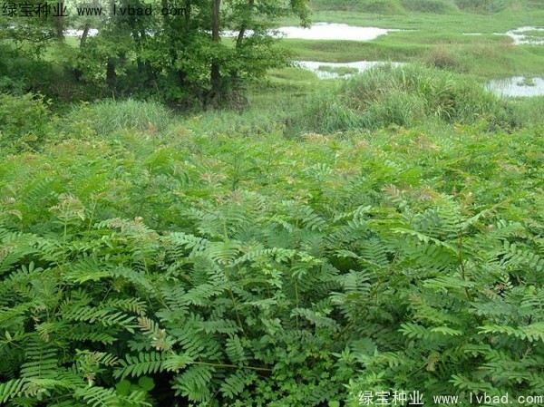 楓楊<a href='http://www.njszjj.com/' target='_blank'>種子</a>