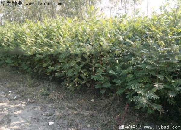 <a href='http://www.njszjj.com/linmuzhongzi/1763.html' target='_blank'>楓楊種子</a>
