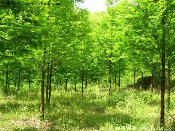楓楊<a href='http://www.njszjj.com/' target='_blank'>種子</a>