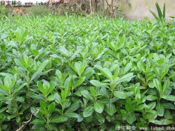 <a href='http://www.njszjj.com/linmuzhongzi/1765.html' target='_blank'>海桐種子</a>