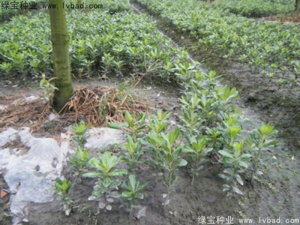 <a href='http://www.njszjj.com/linmuzhongzi/1765.html' target='_blank'>海桐種子</a>