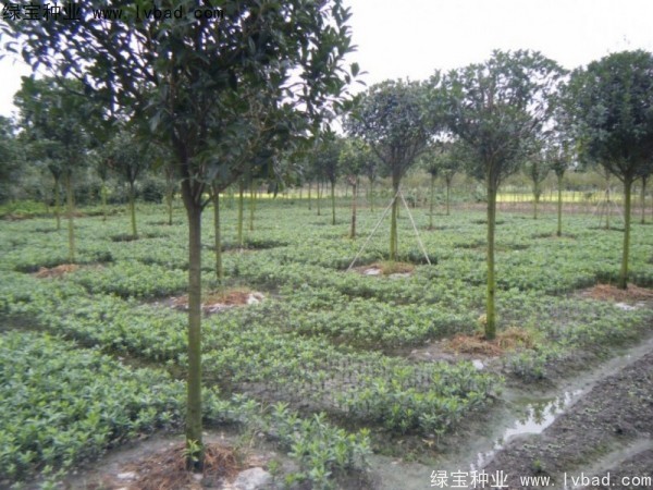 <a href='http://www.njszjj.com/linmuzhongzi/1765.html' target='_blank'>海桐種子</a>