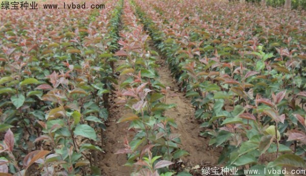 <a href='http://www.njszjj.com/linmuzhongzi/1766.html' target='_blank'>海棠種子</a>
