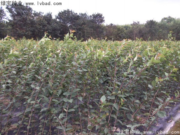 <a href='http://www.njszjj.com/linmuzhongzi/1766.html' target='_blank'>海棠種子</a>