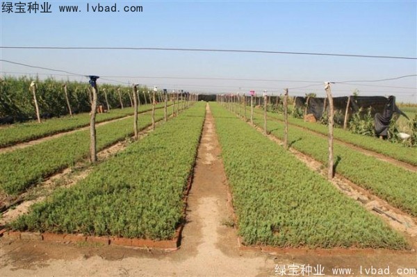 <a href='http://www.njszjj.com/linmuzhongzi/1767.html' target='_blank'>檜柏種子</a>
