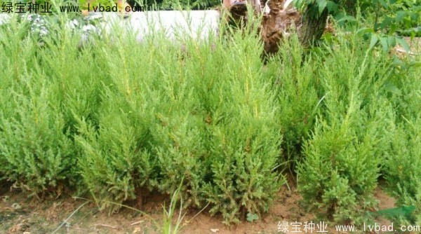 <a href='http://www.njszjj.com/linmuzhongzi/1767.html' target='_blank'>檜柏種子</a>