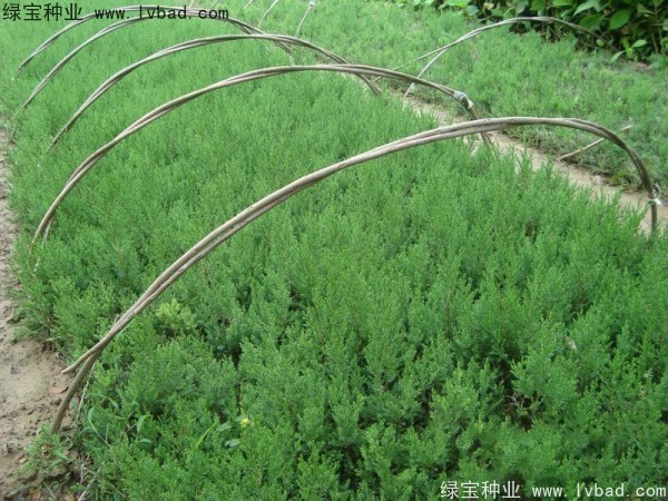 <a href='http://www.njszjj.com/linmuzhongzi/1767.html' target='_blank'>檜柏</a><a href='http://www.njszjj.com/' target='_blank'>種子</a>