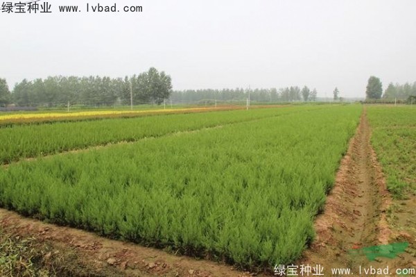 <a href='http://www.njszjj.com/linmuzhongzi/1767.html' target='_blank'>檜柏</a><a href='http://www.njszjj.com/' target='_blank'>種子</a>