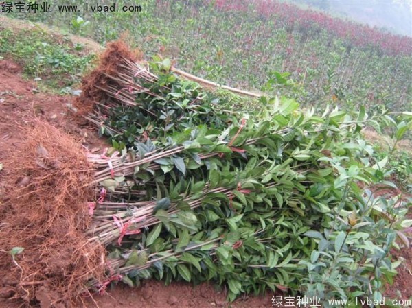 <a href='http://www.njszjj.com/linmuzhongzi/1768.html' target='_blank'>桂花種子</a>