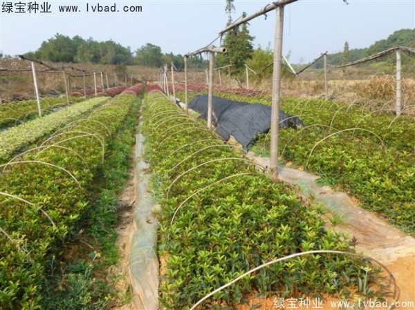 <a href='http://www.njszjj.com/linmuzhongzi/1768.html' target='_blank'>桂花</a><a href='http://www.njszjj.com/' target='_blank'>種子</a>