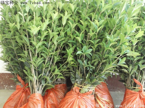 <a href='http://www.njszjj.com/linmuzhongzi/1768.html' target='_blank'>桂花種子</a>