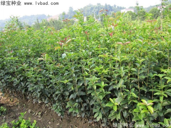 <a href='http://www.njszjj.com/linmuzhongzi/1768.html' target='_blank'>桂花</a><a href='http://www.njszjj.com/' target='_blank'>種子</a>