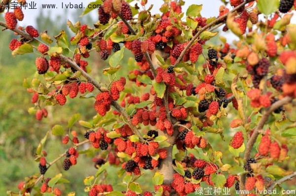 <a href='http://www.njszjj.com/linmuzhongzi/1769.html' target='_blank'>桑樹種子</a>