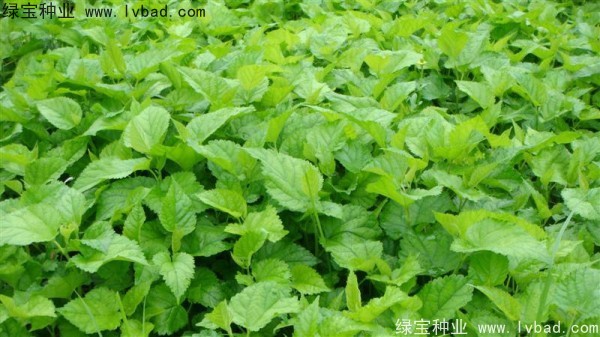 <a href='http://www.njszjj.com/linmuzhongzi/1769.html' target='_blank'>桑樹</a><a href='http://www.njszjj.com/' target='_blank'>種子</a>
