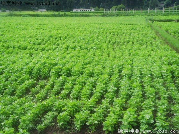 <a href='http://www.njszjj.com/linmuzhongzi/1769.html' target='_blank'>桑樹</a><a href='http://www.njszjj.com/' target='_blank'>種子</a>